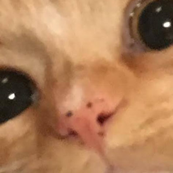 Meet your Posher, Renee - Picture 1 of 1